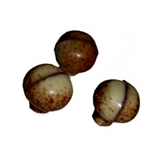 Bisküvili Mantar Çikolata